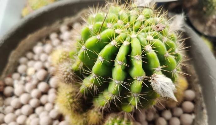 几百盆仙人球的养护方法是什么？有哪些技巧？