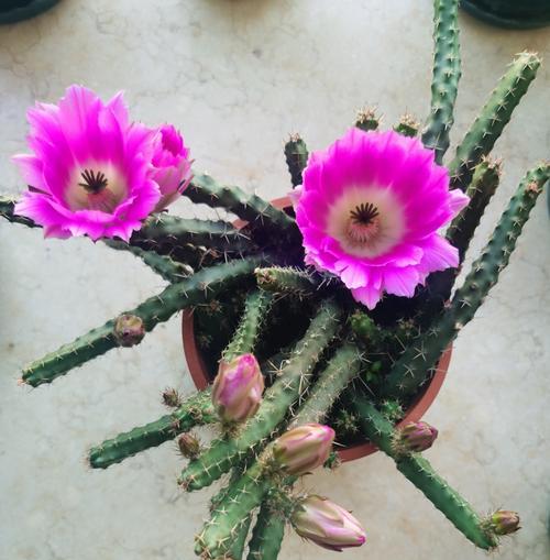 三四十盆仙人掌同时开花如何管理？有哪些技巧？