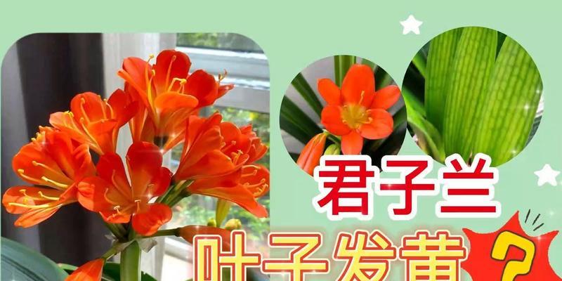 君子兰叶子应该用什么擦拭？有哪些注意事项？