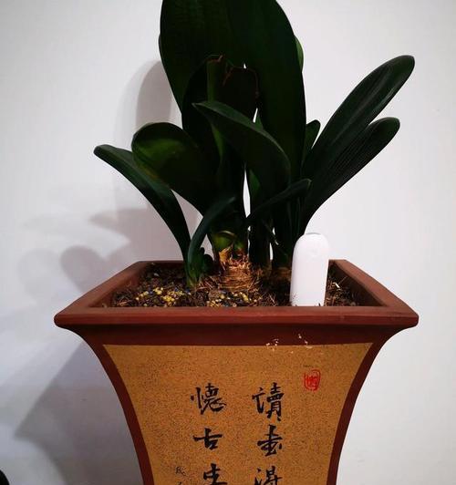君子兰开节修剪枝条的正确方法是什么？修剪后如何促进新芽生长？
