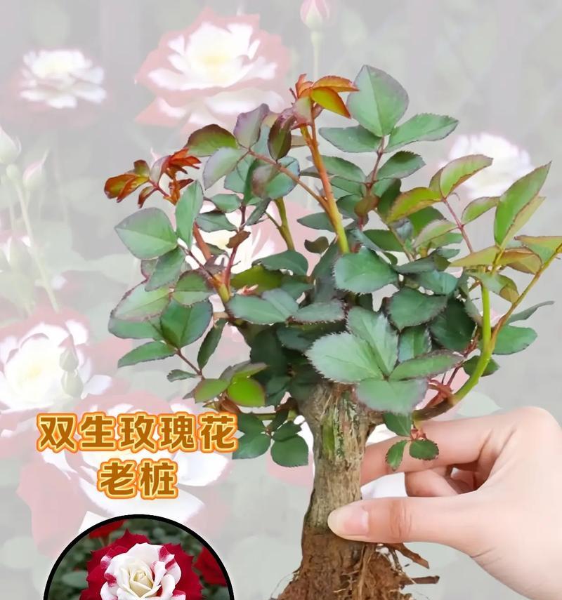 大棚种植玫瑰花的方法有哪些？如何提高产量和品质？