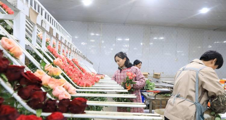 大棚种植玫瑰花的方法有哪些？如何提高产量和品质？