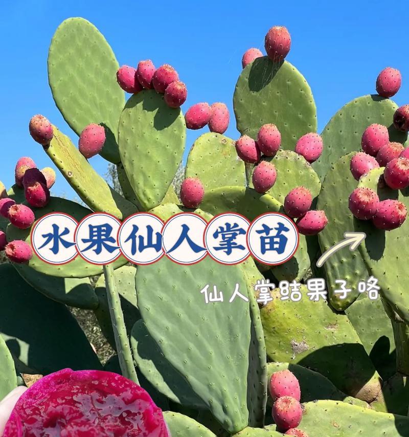 水果筐种植仙人球的方法是什么？需要注意哪些问题？