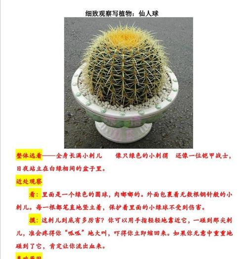 水果筐种植仙人球的方法是什么？需要注意哪些问题？
