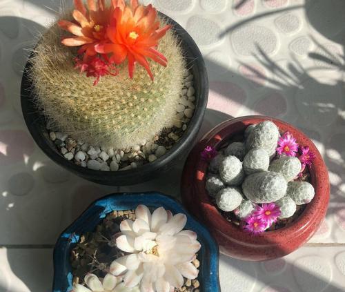 水果筐种植仙人球的方法是什么？需要注意哪些问题？