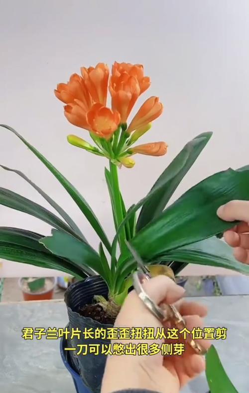 君子兰长侧芽的方法是什么？