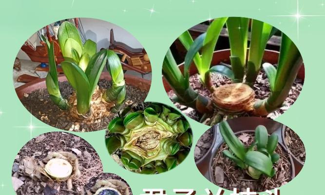 君子兰长侧芽的方法是什么？