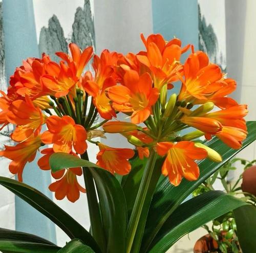 君子兰适合哪种花盆？如何选择最佳的花盆？