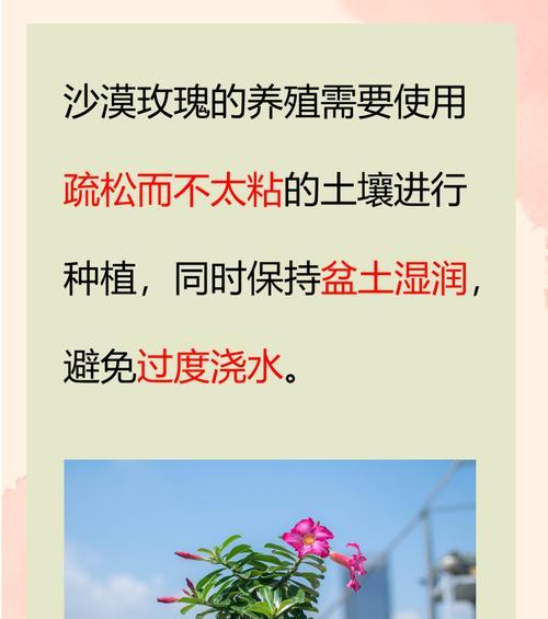 玫瑰花浇水的正确方法是什么？