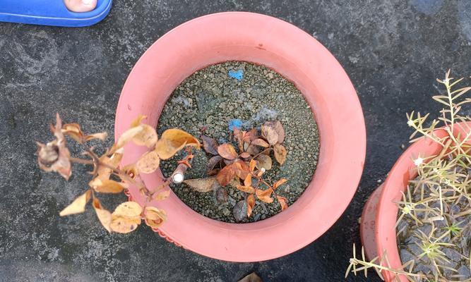 玫瑰花浇水的正确方法是什么？