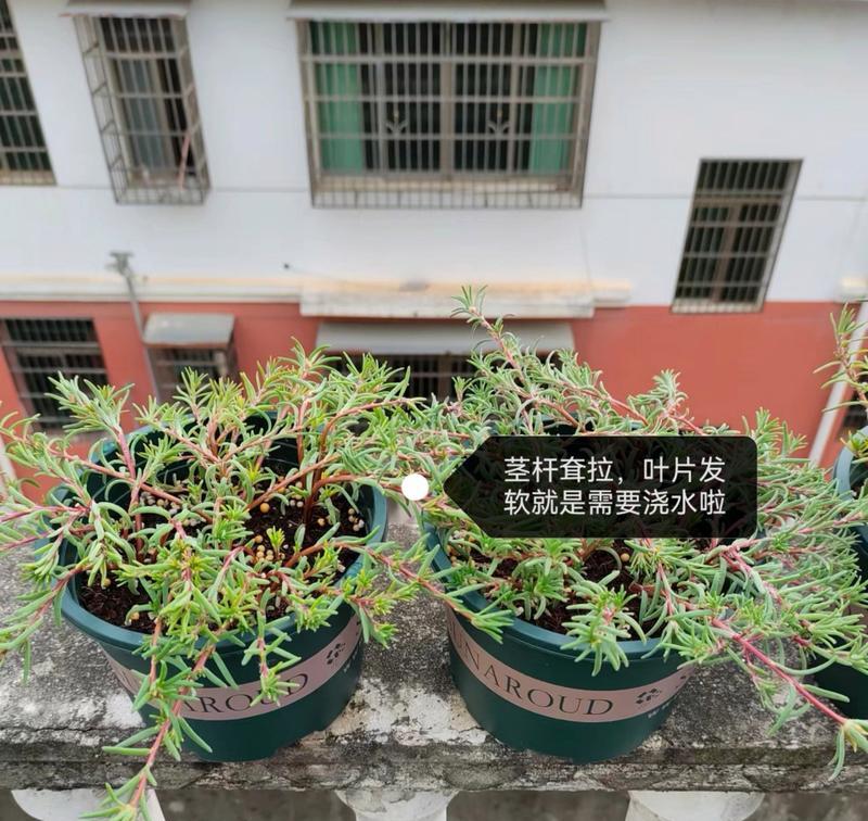 玫瑰花浇水的正确方法是什么？