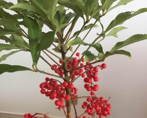 小豆芽君子兰怎么养殖的？有哪些特别的养殖技巧？