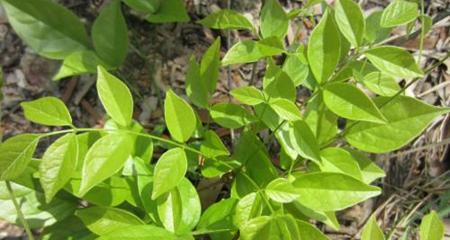 小豆芽君子兰怎么养殖的？有哪些特别的养殖技巧？
