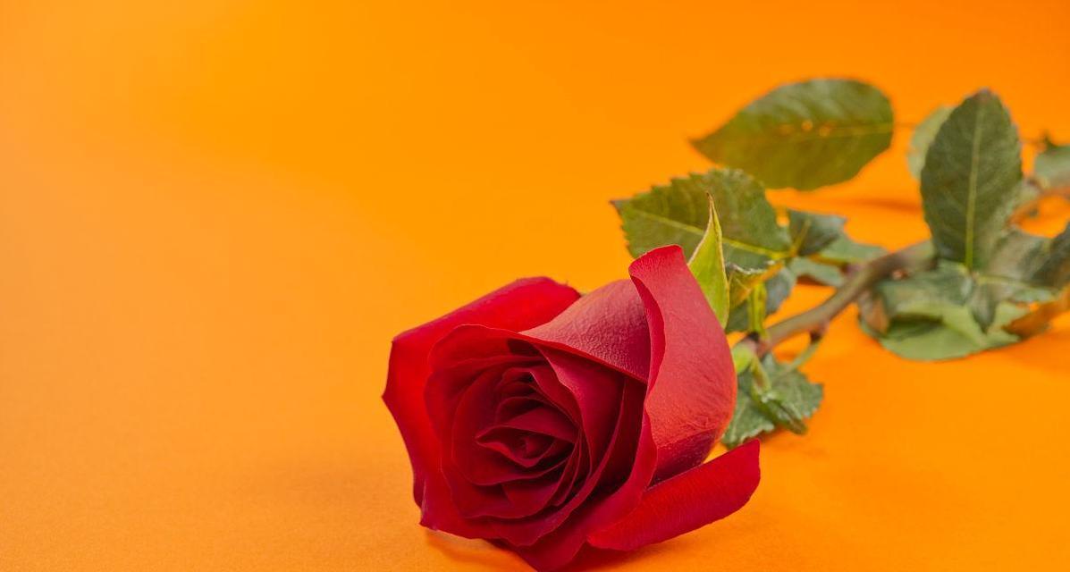 橙色单瓣玫瑰花的特殊养护方法是什么？