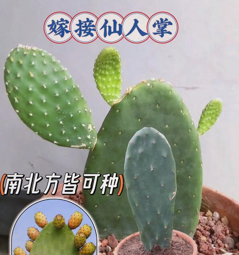 大角花仙人掌的养殖方法是什么？需要注意哪些问题？
