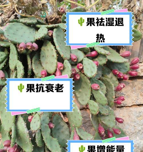 仙人球糖果树的种植步骤是什么？如何提高成活率？