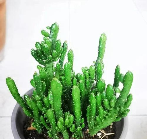 新栽仙人掌招财手的养护要点是什么？
