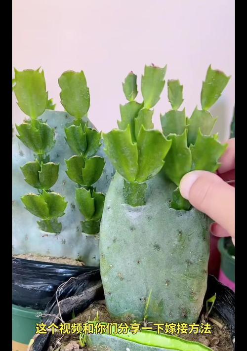 新栽仙人掌招财手的养护要点是什么？