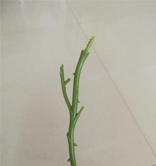 单杆玫瑰花怎么修剪好看？单杆玫瑰花的修剪技巧是什么？