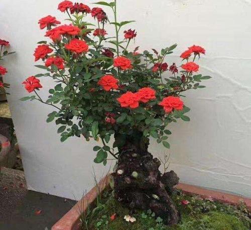 单杆玫瑰花怎么修剪好看？单杆玫瑰花的修剪技巧是什么？