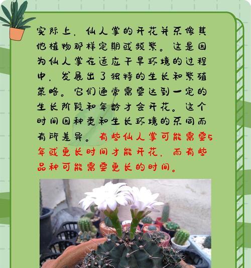 仙人掌量天尺怎么养才开花？开花前的养护要点是什么？