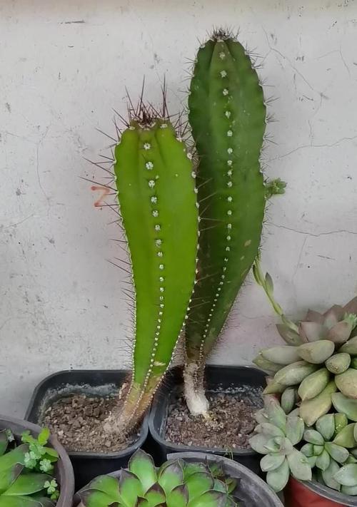仙人掌量天尺怎么养才开花？开花前的养护要点是什么？