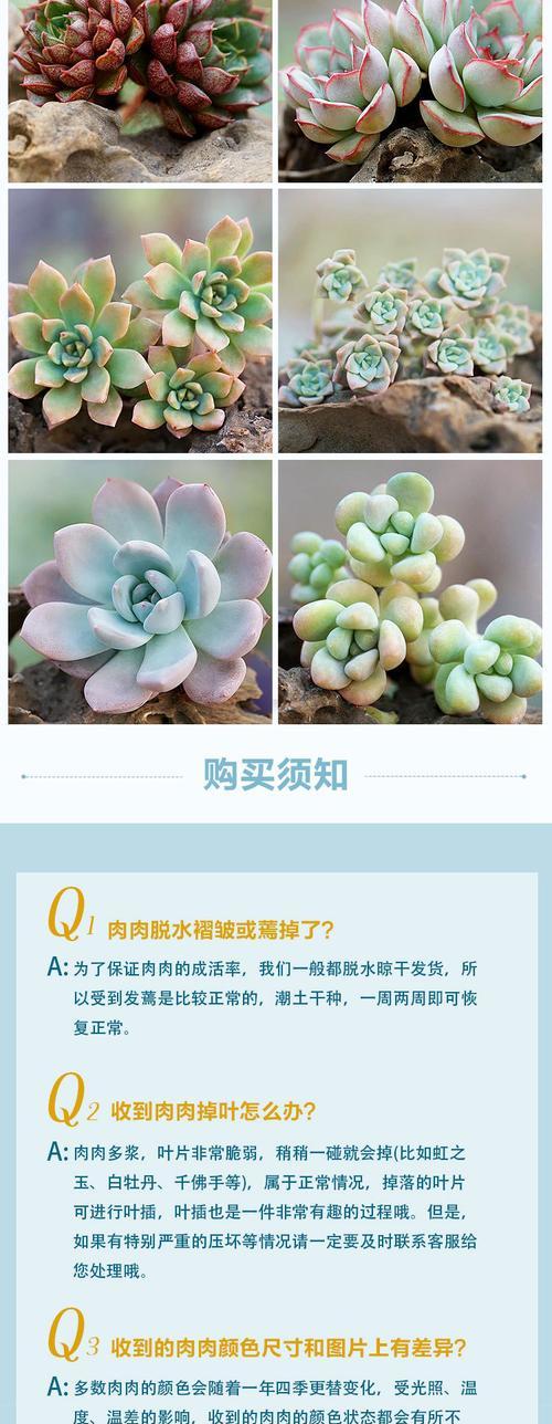 红宝石仙人掌球的种植步骤是什么？
