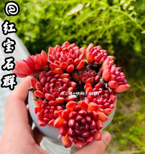 红宝石仙人掌球的种植步骤是什么？