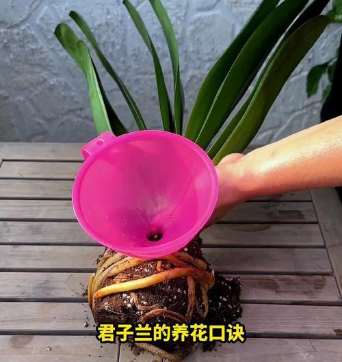 君子兰不回家的养护方法是什么？如何处理君子兰的异常？