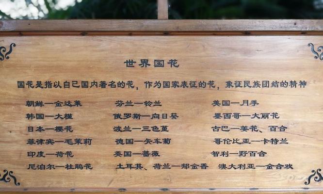 玫瑰红仙人掌的养护和管理方法是什么？