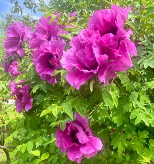 牡丹花与鼻子在形态上有何不同？
