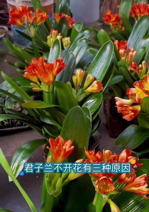 君子兰旺盛生长的秘诀是什么？