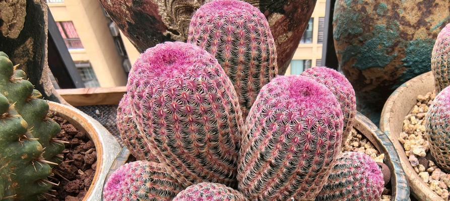 捡到的仙人球如何种植？种植后多久能生根？