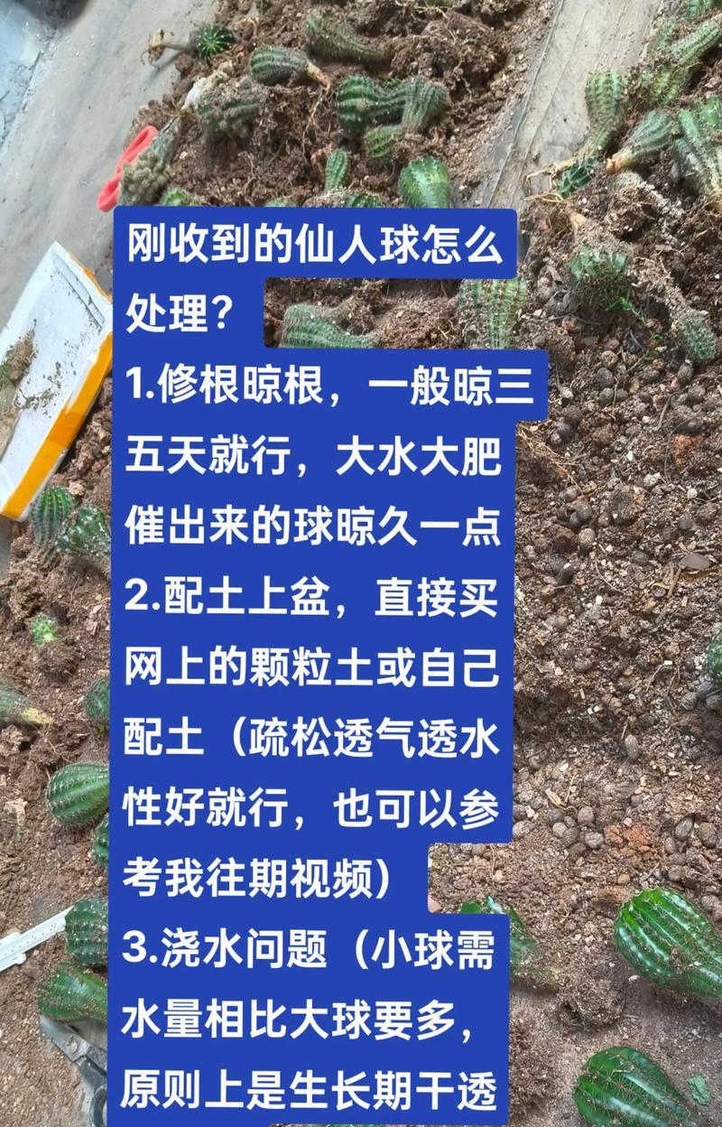 捡到的仙人球如何种植？种植后多久能生根？