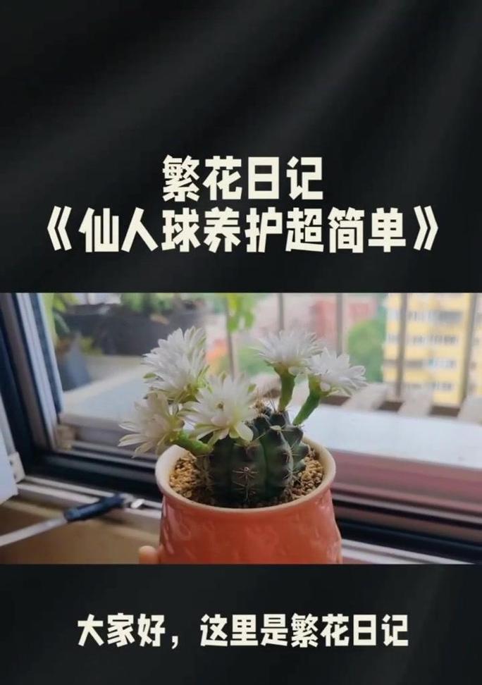 黄鹂鸟仙人球的美观养护技巧是什么？