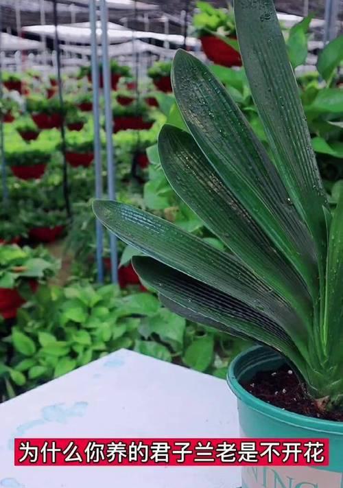 培育精品君子兰怎么养才能开花？