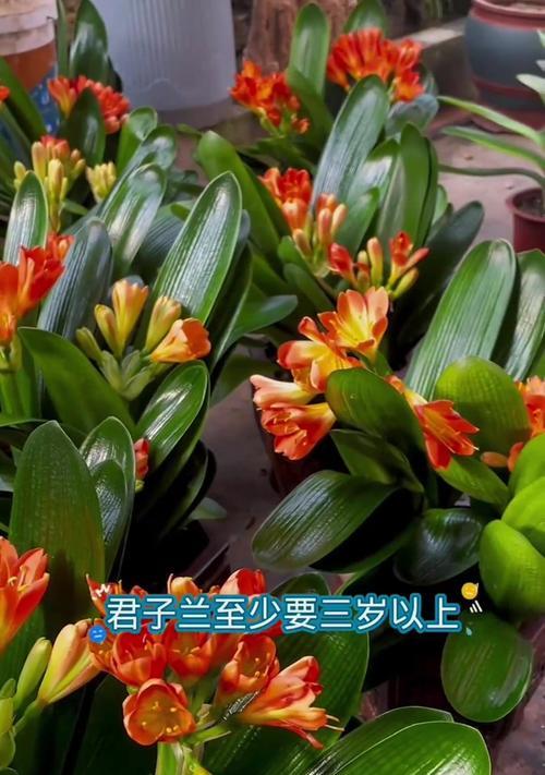 培育精品君子兰怎么养才能开花？
