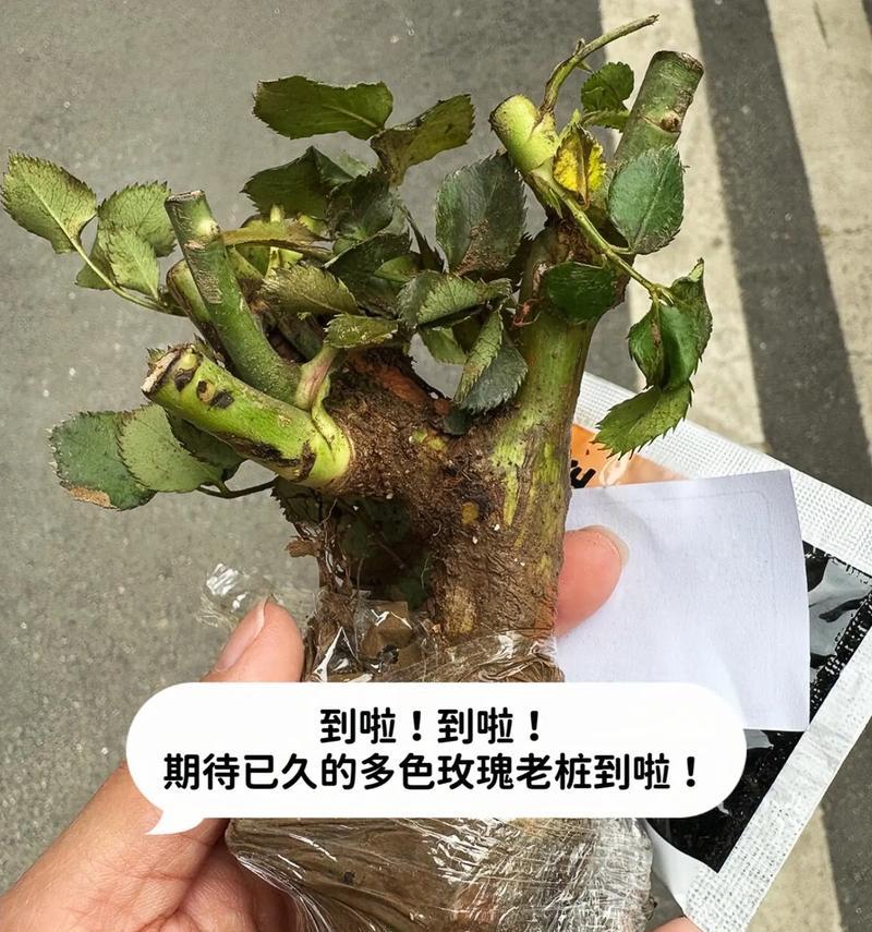 小毛姐玫瑰花的养护技巧有哪些？