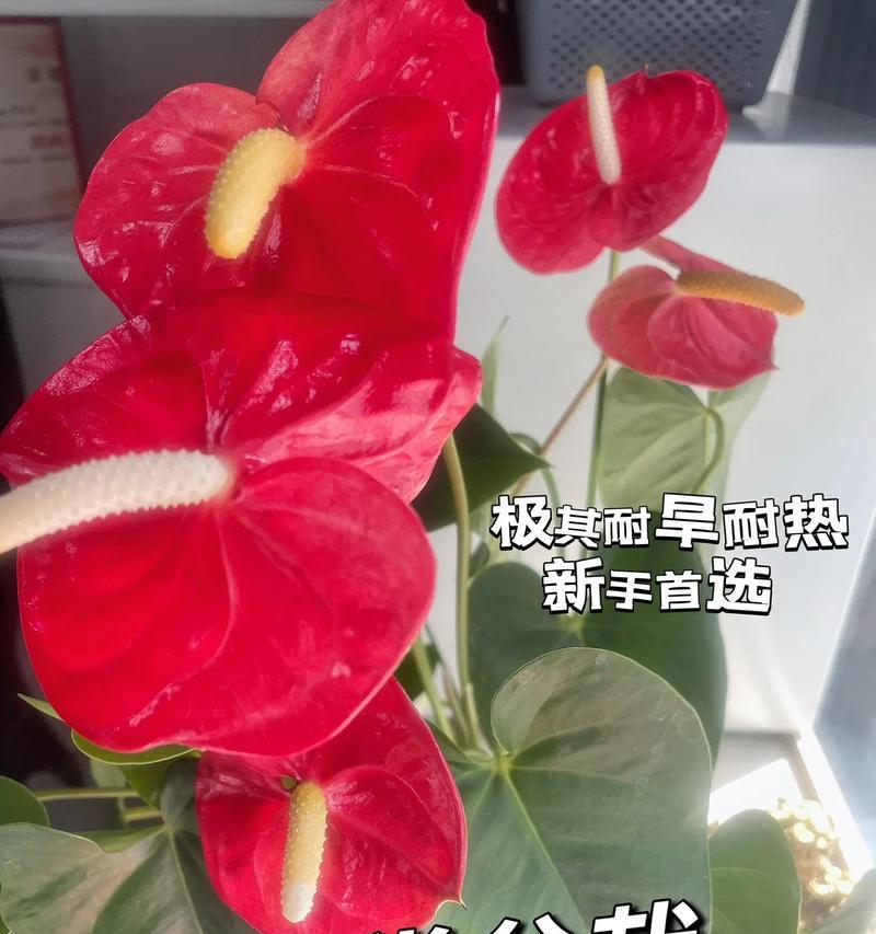 小毛姐玫瑰花的养护技巧有哪些？