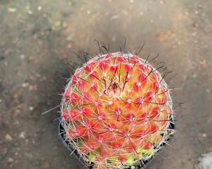哪种仙人球品种开花最艳丽？如何养护以促进开花？