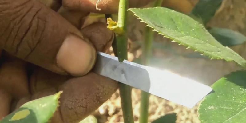玫瑰花嫁接需要哪些工具？步骤详解如何？