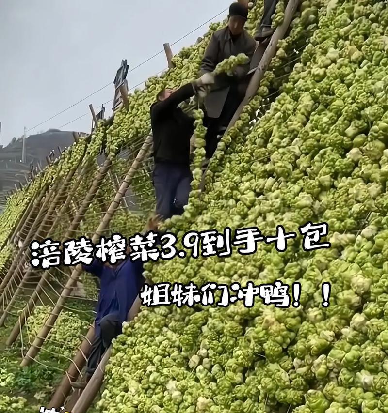 玫瑰花与榨菜有哪些本质区别？