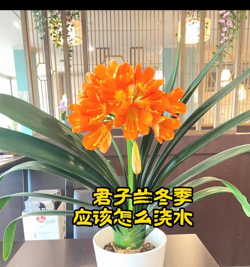 君子兰玻璃盆的养护与浇水技巧是什么？如何保持其美观？