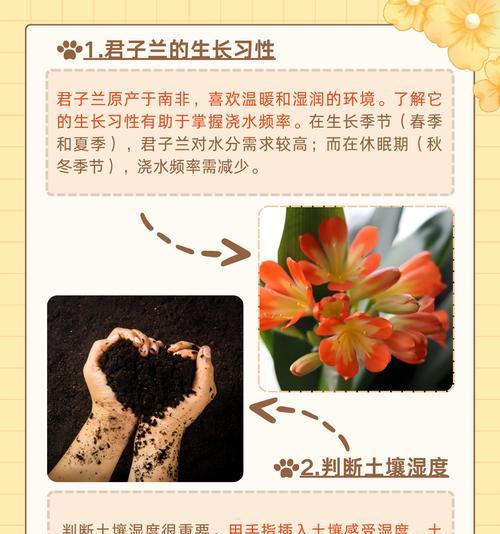 君子兰玻璃盆的养护与浇水技巧是什么？如何保持其美观？