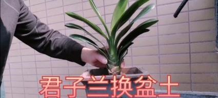 君子兰玻璃盆的养护与浇水技巧是什么？如何保持其美观？