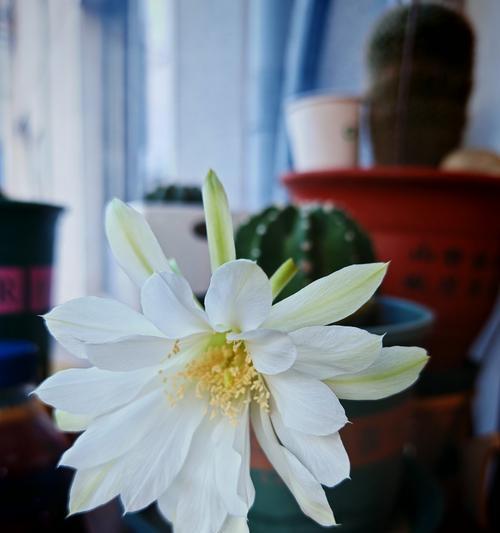 如何打造一个适合仙人球生长的花盆？