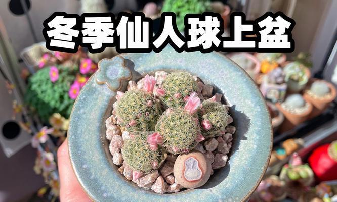 如何打造一个适合仙人球生长的花盆？