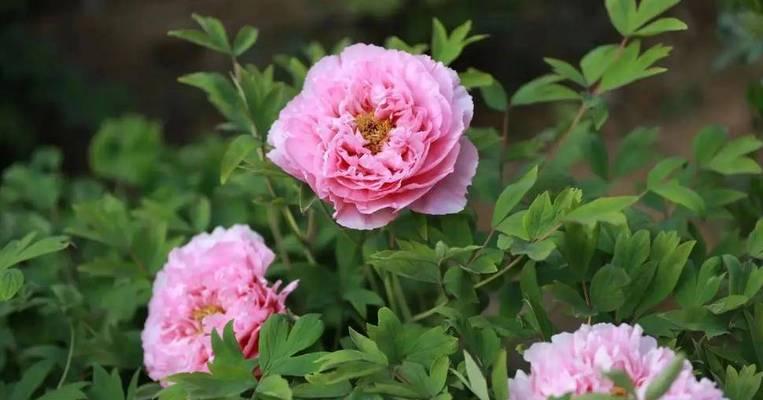 牡丹花在小院子中的养护管理技巧是什么？