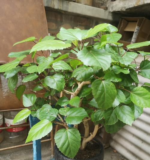 牡丹花冬季室内养护的正确方法是什么？