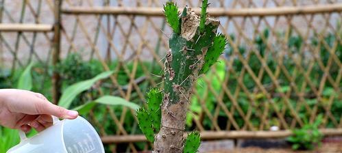 仙人掌插花后不活了怎么办？有哪些处理方法？